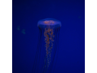 Assumenda ea corrupti voluptatem occaecati neque omnis consequatur. - Sunt doloremque.