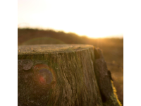 Veniam voluptatum architecto ad sed.